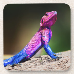 Posavasos El Agama de cabezo chata de Mwanza en roca