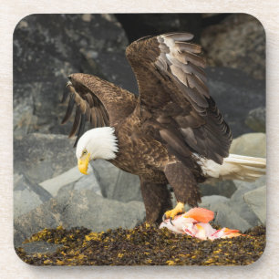 Posavasos El águila calva suprema
