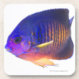 Posavasos El angelfish two-spined