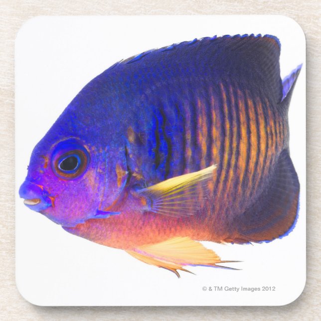 Posavasos El angelfish two-spined (Frente)