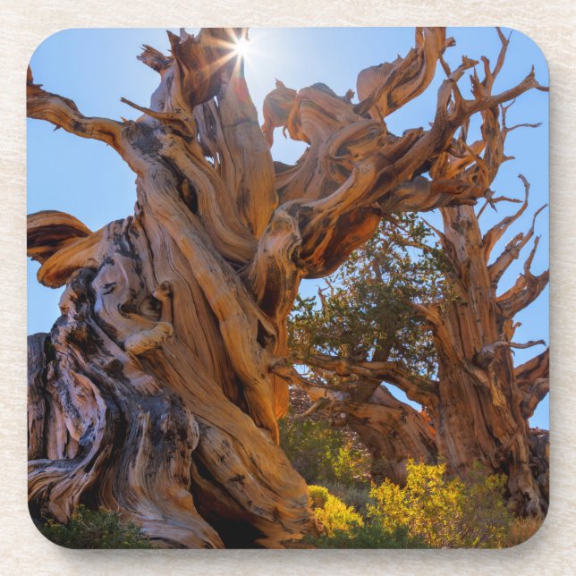 Posavasos El árbol centinela (Frente)