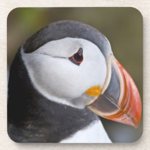 Posavasos El atlántico Puffin, un ave marina pelágica