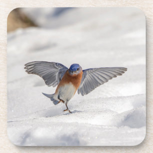 Posavasos El Bluebird oriental bailando en la nieve
