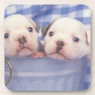 Posavasos El bulldog, a menudo llamado el bulldog inglés,