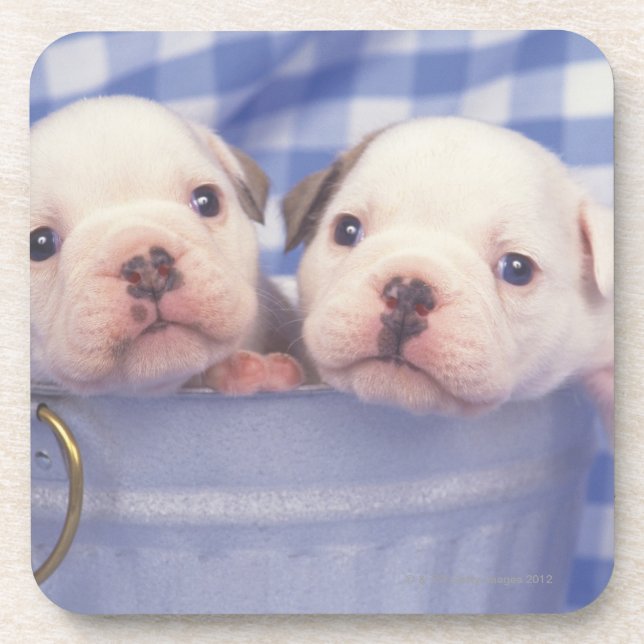 Posavasos El bulldog, a menudo llamado el bulldog inglés, (Frente)