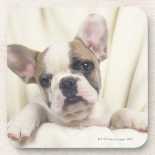 Posavasos El bulldog, a menudo llamado el bulldog inglés, 2