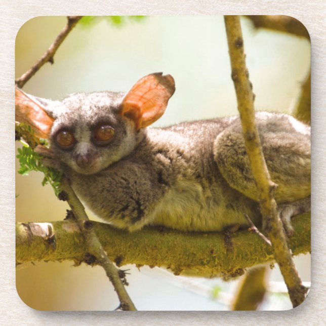 Posavasos El Bushbaby de Senegal (Galago Senegalensis) (Frente)