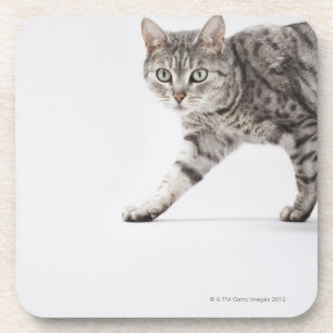 Posavasos El caminar del gato
