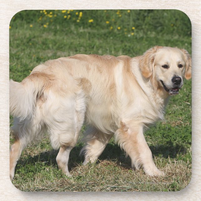 Posavasos El caminar del golden retriever (Frente)