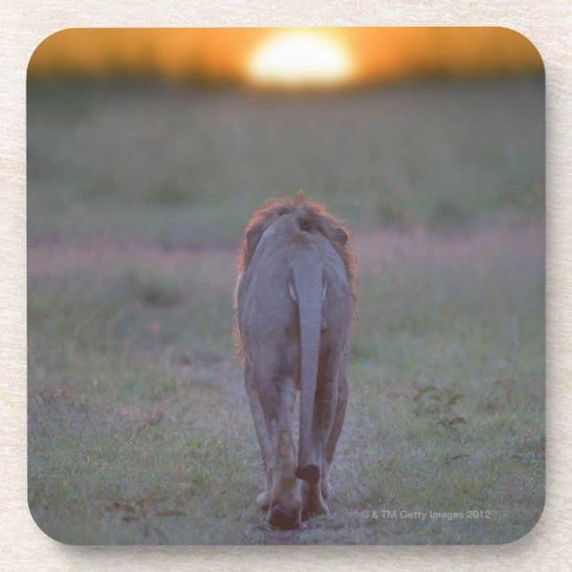 Posavasos El caminar del león (Frente)