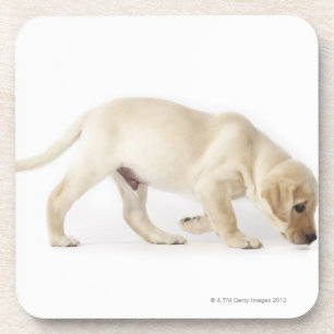 Posavasos El caminar del perrito del labrador retriever