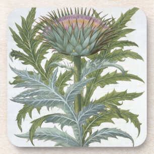 Posavasos El cardo, del "Hortus Eystettensis" por Bas