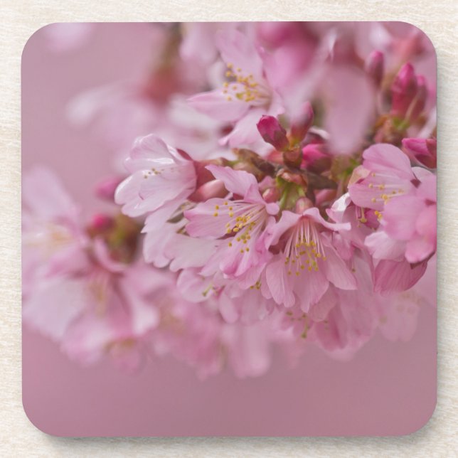 Posavasos El cerezo sakura florece con reflexiones rosa páli (Frente)
