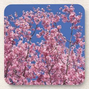 Posavasos El cerezo Sakura florece en el azul