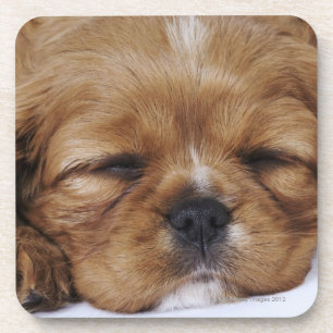 Posavasos El dormir arrogante del perrito del perro de aguas