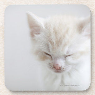 Posavasos El dormir blanco del gatito