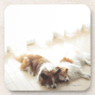 Posavasos El dormir de dos Papillion