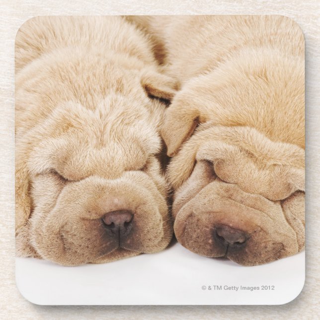 Posavasos El dormir de dos perritos de Shar Pei (Frente)