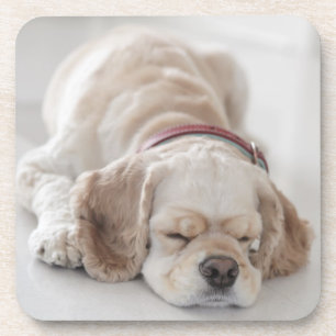 Posavasos El dormir del perro de cocker spaniel