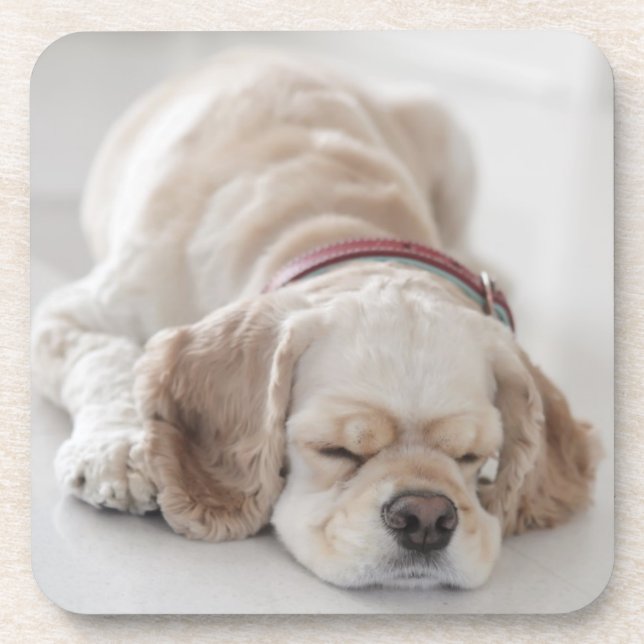 Posavasos El dormir del perro de cocker spaniel (Frente)