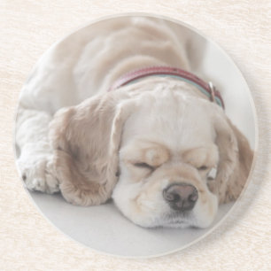 Posavasos El dormir del perro de cocker spaniel