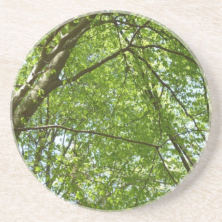 Posavasos El dosel de la primavera deja la naturaleza verde