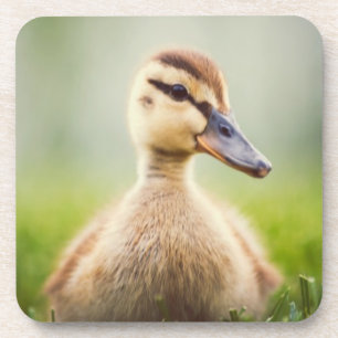 Posavasos El Ducking del pato silvestre del bebé