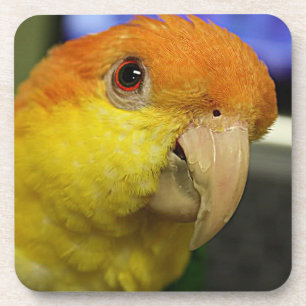 Posavasos El encantador loro caique blanco