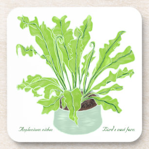 Posavasos El helecho del nido de pájaro de Asplenium - dibuj