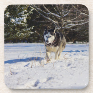Posavasos El Husky Siberiano En La Nieve