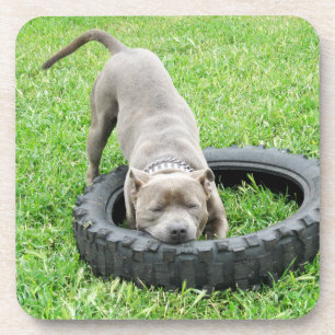 Posavasos El Joven Hombre Staffy Ama A Jugar,