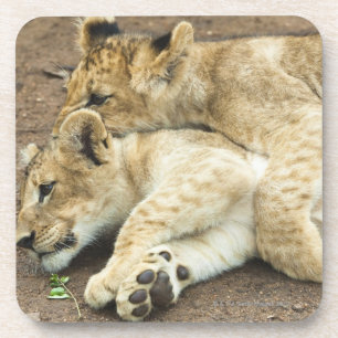 Posavasos El jugar de dos cachorros de leones