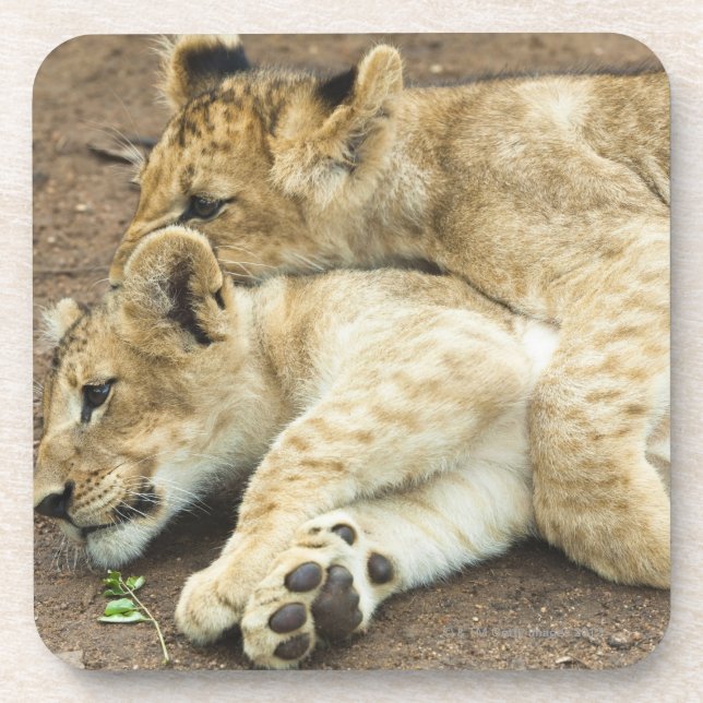 Posavasos El jugar de dos cachorros de leones (Frente)