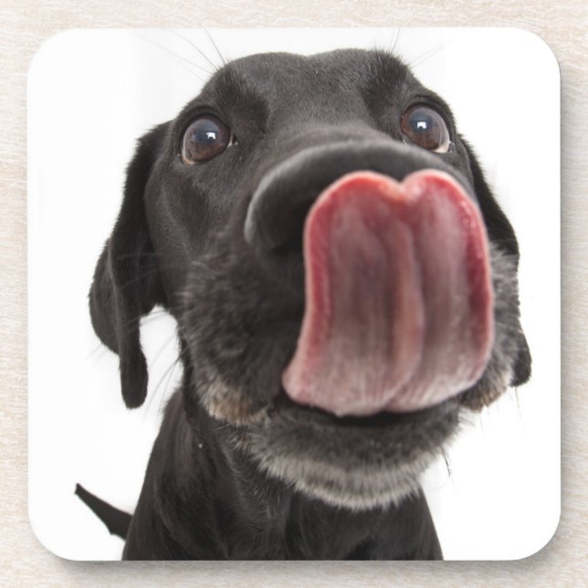 Posavasos El labrador negro se pega la nariz (Frente)