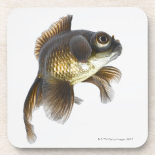 Posavasos El negro amarra el goldfish (auratus del