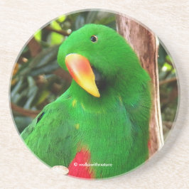 Posavasos "El Orador Verde" Eclectus Parrot
