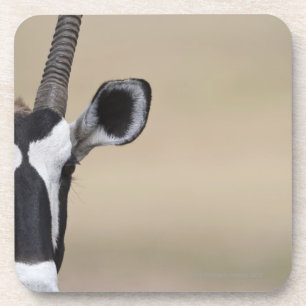 Posavasos El Oryx también llamó Gemsbock, gazella del Oryx