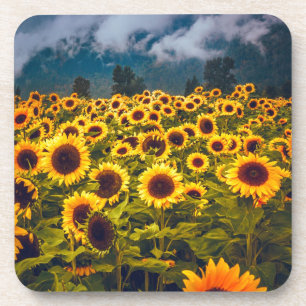 Posavasos El paisaje del campo del girasol florece en amaril