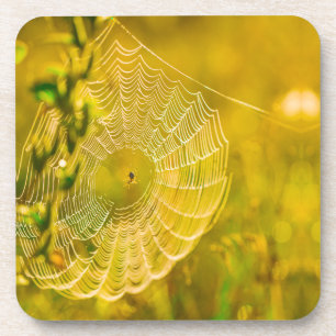 Posavasos El paisaje natural Spiderweb Sunlight