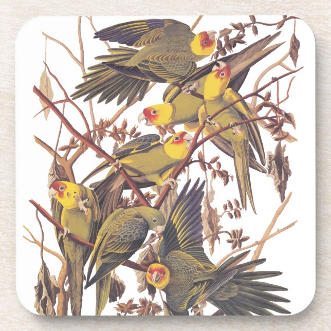 Posavasos El paracaídas de Carolina de Audubon (Frente)