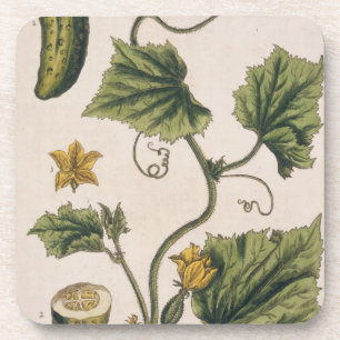 Posavasos El pepino del jardín, platea 4 "de un herbario