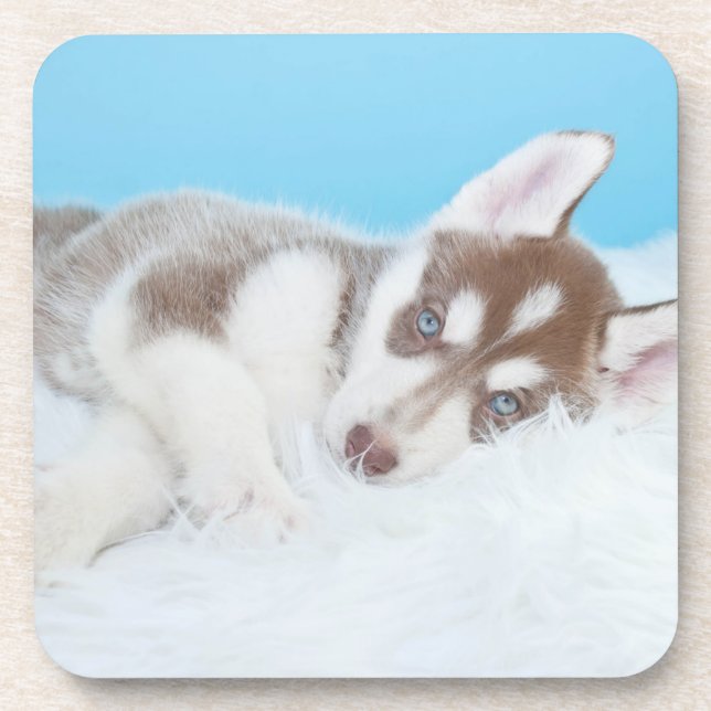 Posavasos El pequeño Husky Cuppy descansando en una manta (Frente)