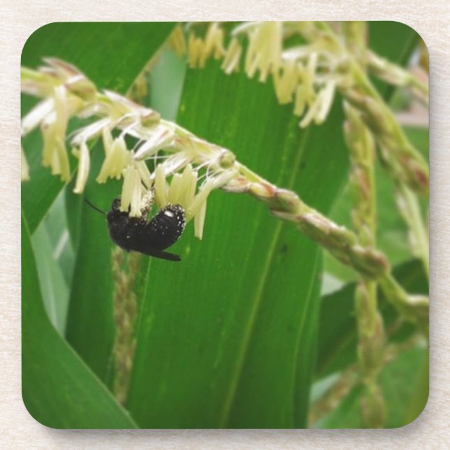 Posavasos El polen de maíz es delicioso para las abejas hoy. (Frente)