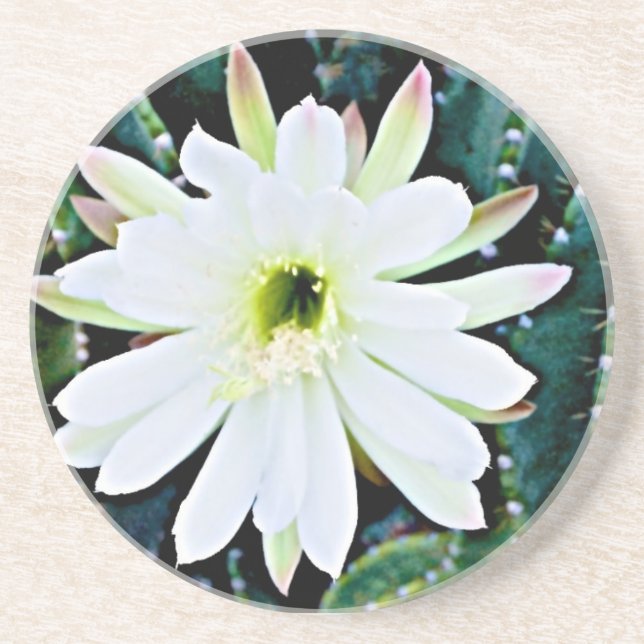 Posavasos El práctico de costa del cactus (Frente)