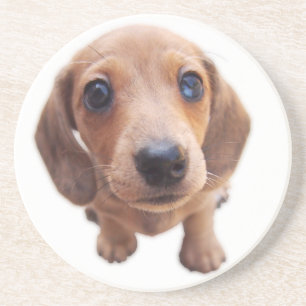 Posavasos El rojo de los Dachshunds de Eridox dapple el