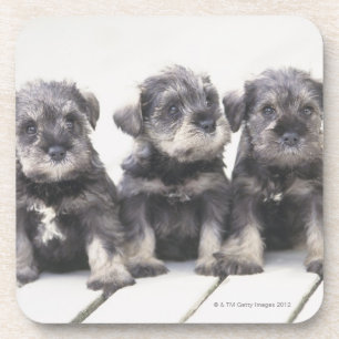 Posavasos El Schnauzer miniatura es una raza del pequeño