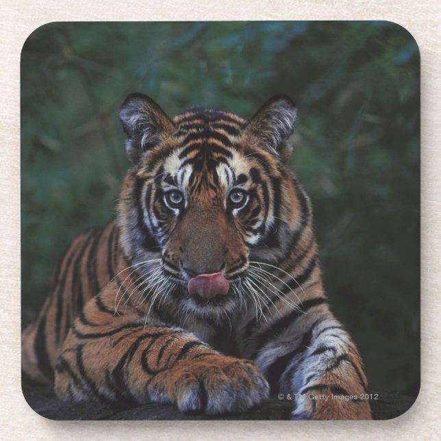 Posavasos El tigre Cub descansa en roca (Frente)