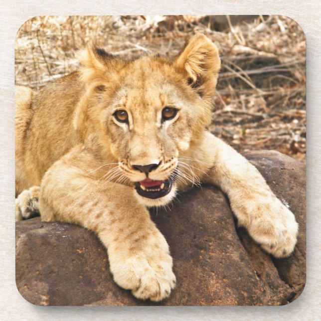 Posavasos El tigre Cub toma el respiradero en una roca (Frente)