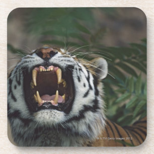 Posavasos El tigre siberiano (Panthera el Tigris) descubre