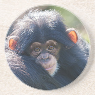 Posavasos El viaje del bebé Chimpanzee